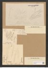 Berkeleya interrupta var. medusina (Kuetz.) Grun. (de-Toni-Nr.: Genus 21, Species 1216) Zeichnungen Sammlung Grunow Nr. 2340 (NHMW-BOT-W0369469)